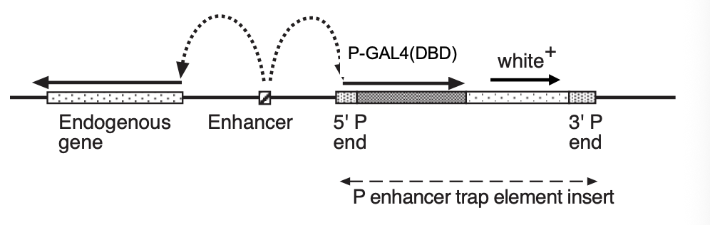 <p>Consider:</p><ul><li><p>transposon construct with reported gene fused to minimal promoter</p><ul><li><p> e.g→ GAL4(DBD): encodes DNA binding domain (DBD) of the yeast transcription factors GAL4</p></li></ul></li><li><p>significant transcription only occurs when the element integrates next to the <strong>enhancer</strong> in the genome (figure)</p></li><li><p>As most enhancers are cell-type specific</p><ul><li><p>→ different insertion sites of an ‘enhancer -trap’ element therefore allow <strong>many cell types </strong> to be labeled by GAL4 expression</p></li></ul></li></ul><p></p>