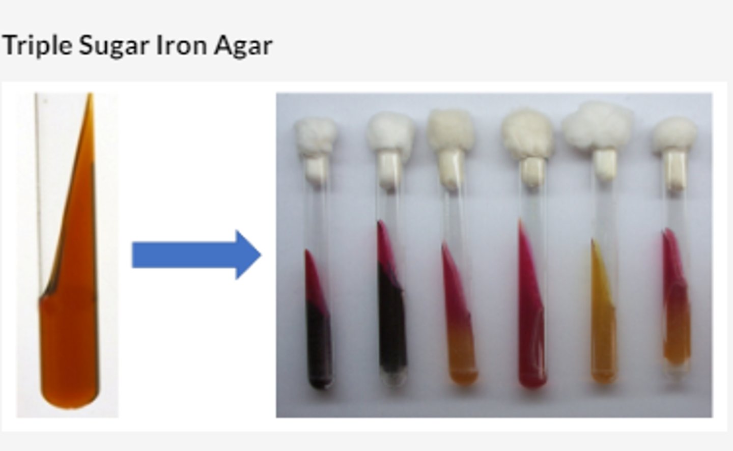 <p>TSIA or triple sugar iron agar is a type of differential/selective microbiological growth medium. it is named triple sugar iron agar because it has four substrates, three sugars (glucose, lactose, and sucrose) as well as sodium thiosulfate. this media has two indicators, phenol red as a pH indicator, and ferrous sulfate as a H2S indicator. to determine the results, the slant which has aerobic conditions and the butt which has anaerobic conditions must be examined</p>