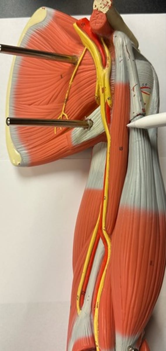 <p>What are the (2) attachments of the Coracobrachialis?</p>
