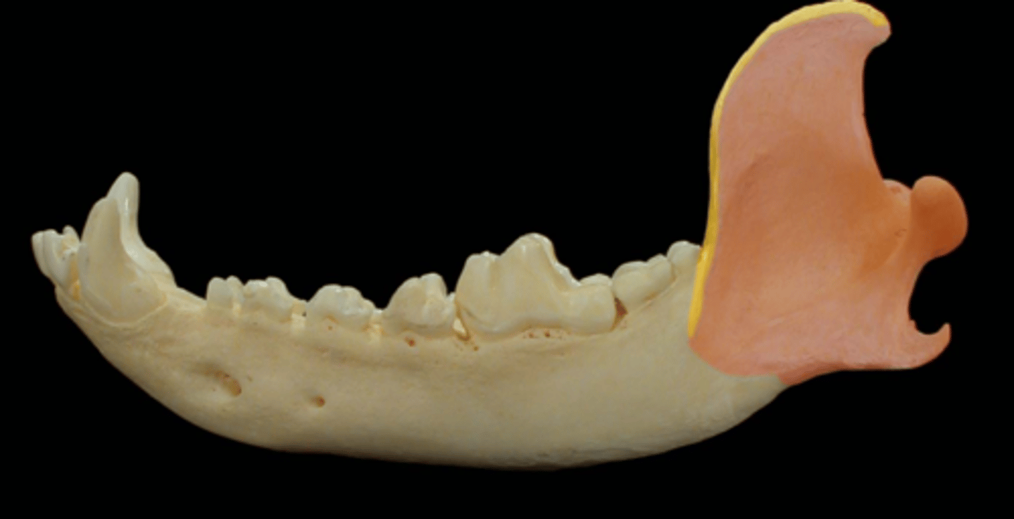 <p>What is the yellow highlighted region?</p>