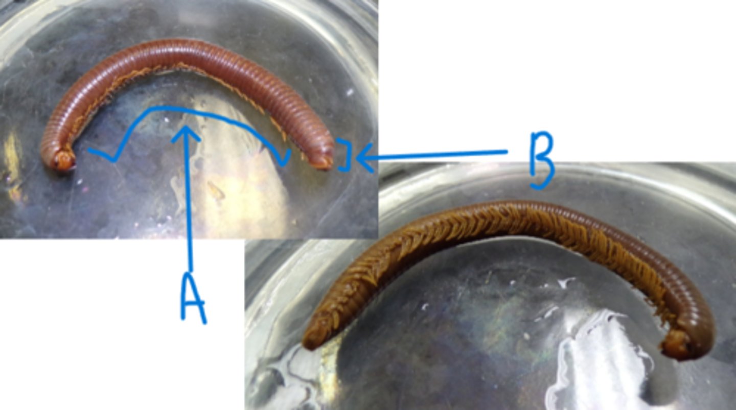 <p>What is the Phylum, Subphylum, Class, and common name of this animal?</p><p>What is A and B pointing to?</p><p>How many pairs of legs are there per segment?</p>