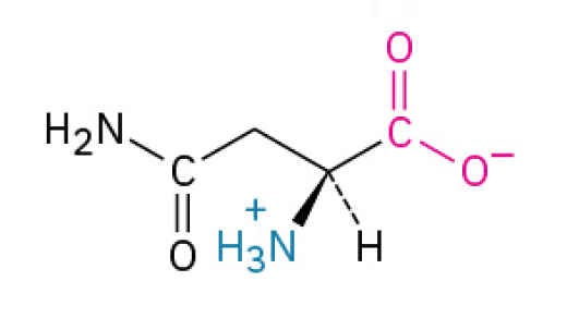 <p>is a hydrophilic, neutral amino acid that helps proteins stay soluble and serves as the main connection point for attaching sugar molecules, which are critical for protein function and cell communication. (non-essential amino acid; has a side chain that contains an amide group (a nitrogen and two hydrogens attached to a carbon)</p><p><u><mark data-color="#fff6d0" style="background-color: rgb(255, 246, 208); color: inherit;">Polar, Uncharged</mark></u></p>