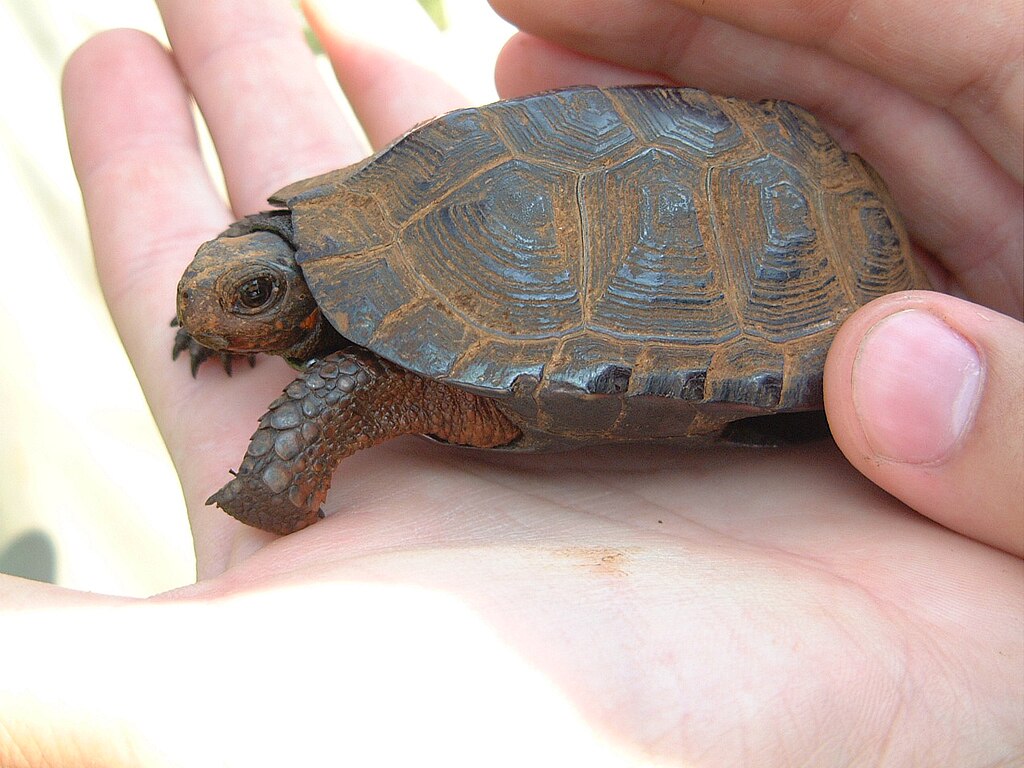 <p>Terrapins, pond and marsh turtles</p><p>Examples: Painted turtle, Red-eared slider</p>