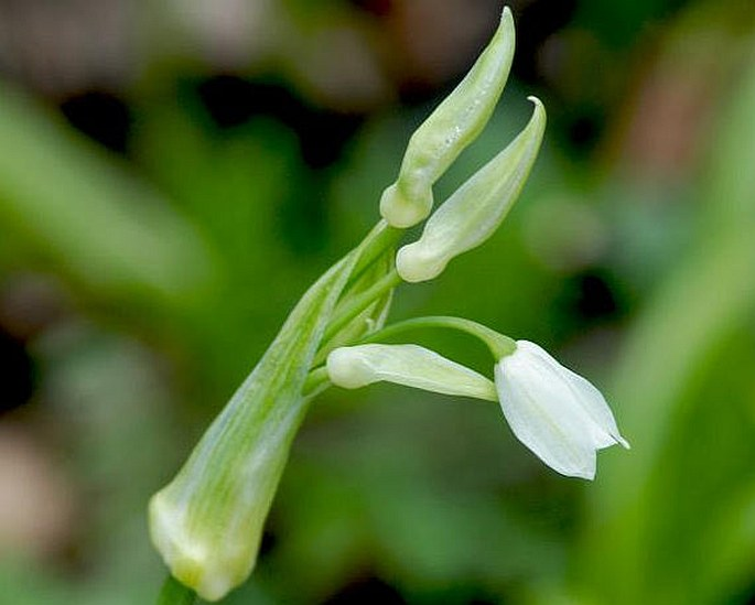 <p><em>Amaryllidaceae</em> - amarylkovité</p><p><em>Allium paradoxum</em> - česnek podivný</p>