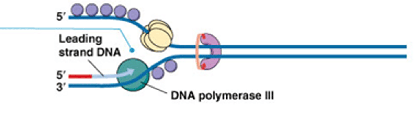 <p>Bij ernstige, niet onmiddellijk herstelbare beschadiging van de matrijs streng waardoor DNA polymerase geblokkeerd is maar helicase en topoisomerase verder gaat</p><p>->enkelstrengig DNA </p><p>-> SSB's en RecA binden hierop</p><p>->bypass polymerase komt uitzonderlijk tot expressie</p>