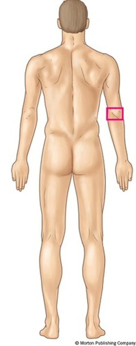 <p>Posterior aspect of the elbow</p>