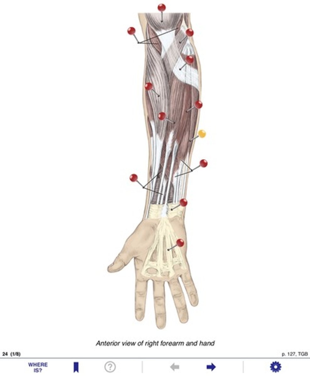<p>Name the muscle at the yellow pin</p>
