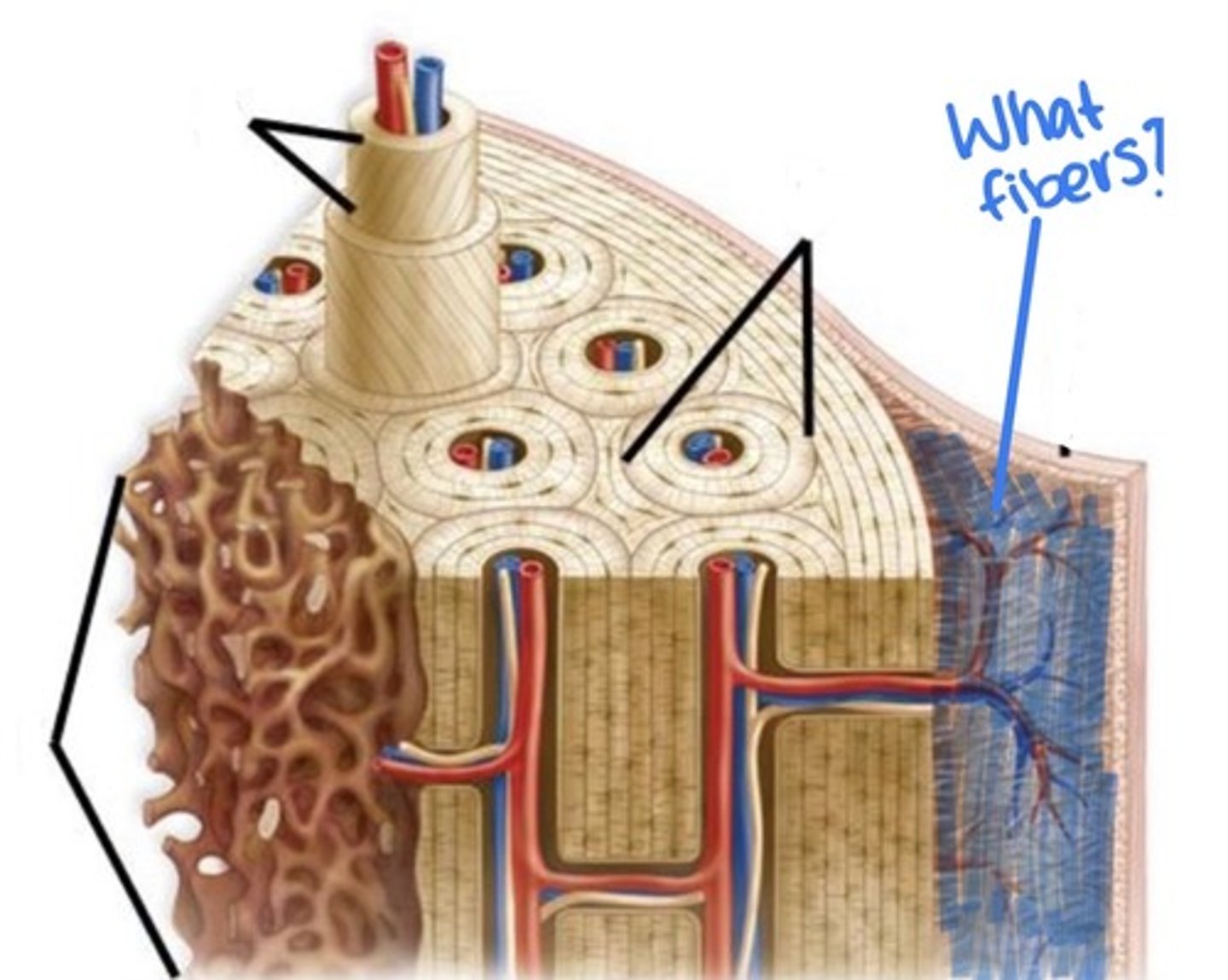 <p>connect periosteum to compact bone</p>