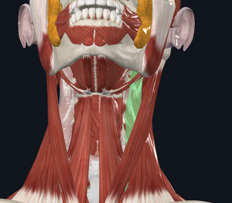 <p>What is highlighted in green</p>