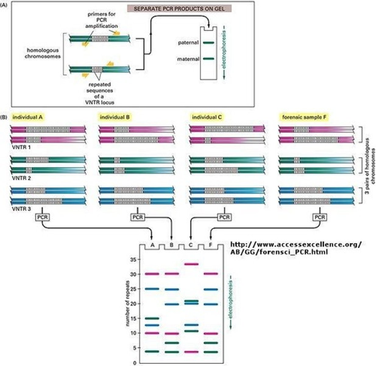 <p>A method that amplifies short tandem repeats (STRs) and also uses gel electrophoresis.</p>