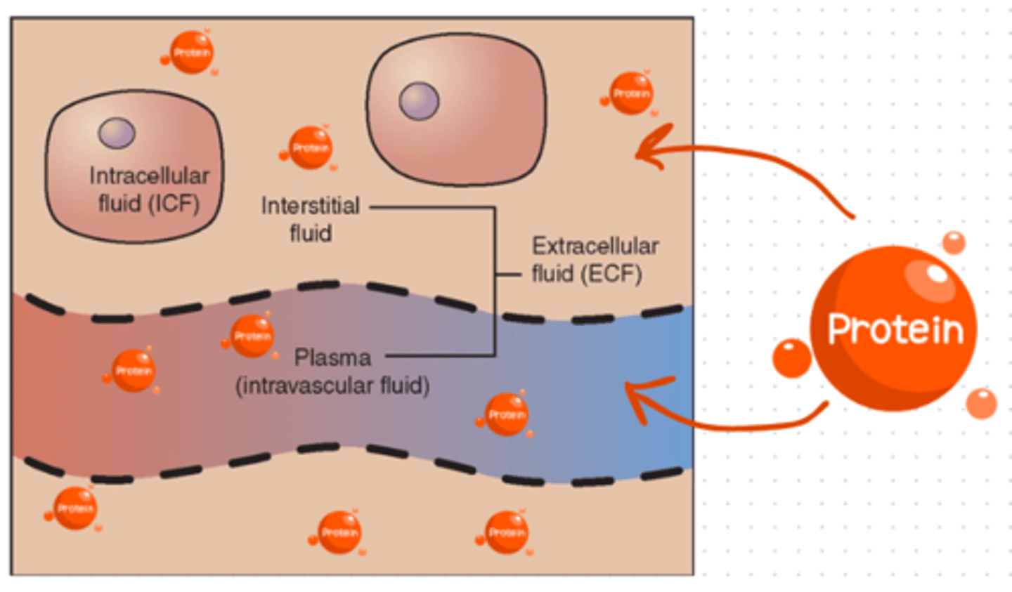 <p>- aka 'plasma expanders' (as they leech water towards them)</p><p>- fluids that supply proteins into ECF</p><p>- stay in circulation (protein is too large to travel within tissues)</p>