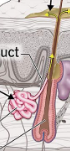 <p>larger, coiled, exit into hair follicle</p><p>Usually associated with hair follicles located in densely hairy areas such as the armpits and genitals</p>