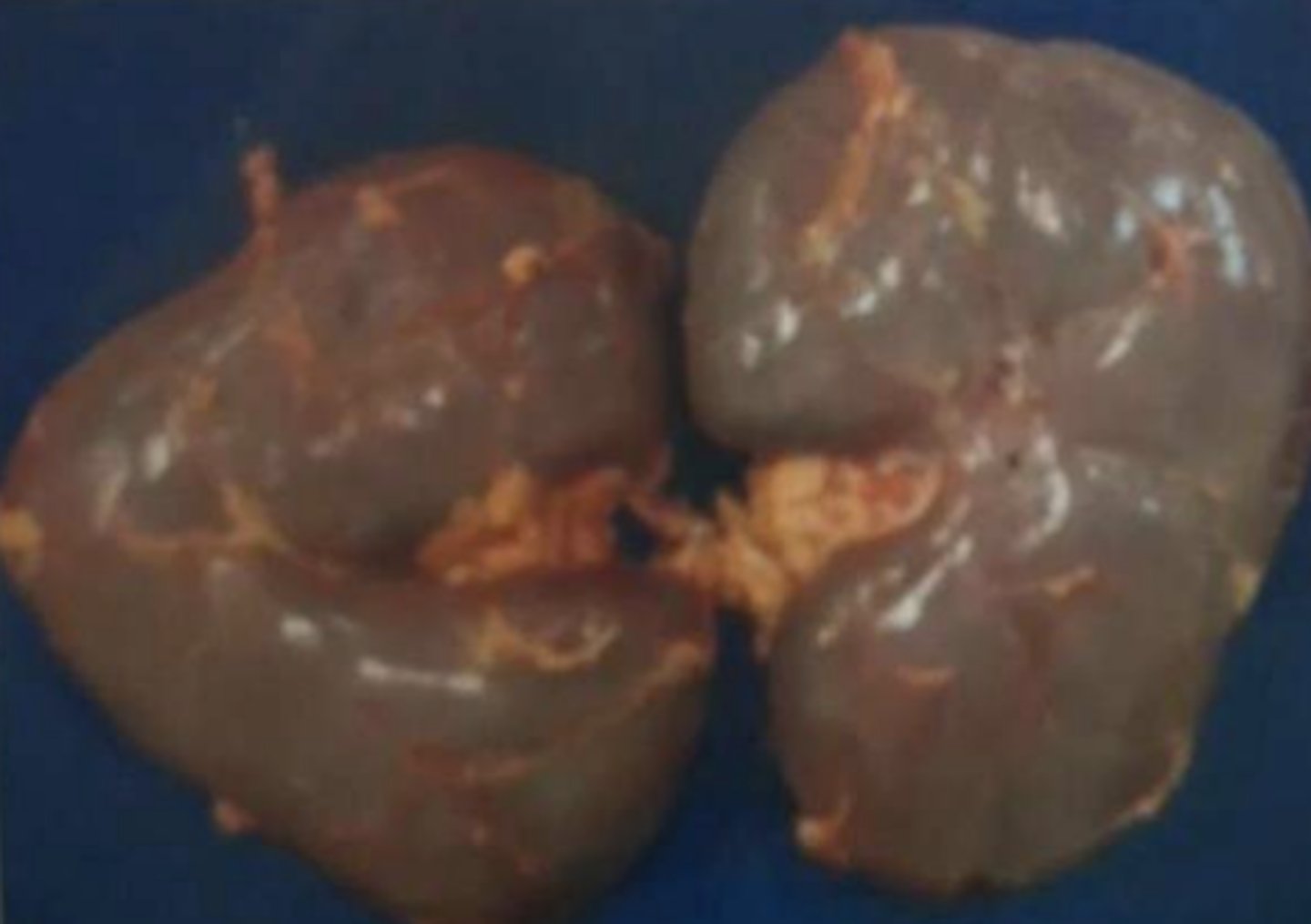 <p>What species do these kidneys belong to?</p><p>a) pig</p><p>b) Small ruminant</p><p>c) Cattle</p><p>d) Equine</p>