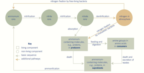 the main reservoir of nitrogen is as gas in the atmosphere, N₂, which comprises 78% of the air.
it is held by a triple covalent bond & so is not available for use by plants or animals.
nitrogen fixation takes place - nitrogen is converted to nitrogen-containing compounds.
nitrification takes place - converts ammonium ions to nitrates
denitrification takes place - returns nitrogen to environment AND nitrate ions are absorbed & used by plants.
once the nitrogen is locked up in molecules of the biomass of plants, it becomes available to the next trophic level - consumers feed on the plants & take up the nitrogen.
the producers & consumers can produce waste & die - this matter can then be broken down by saprobionts.
ammonification takes place, returning the ammonium ions to the soil.