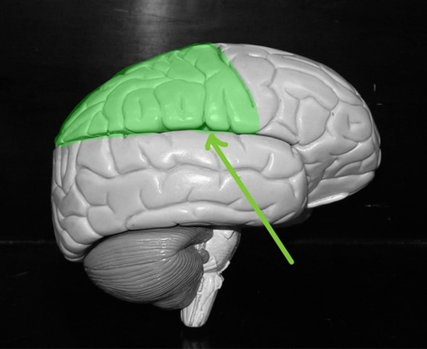 <p>Process general senses</p>