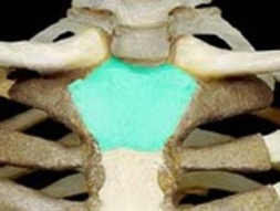 <p>small, light weight</p>