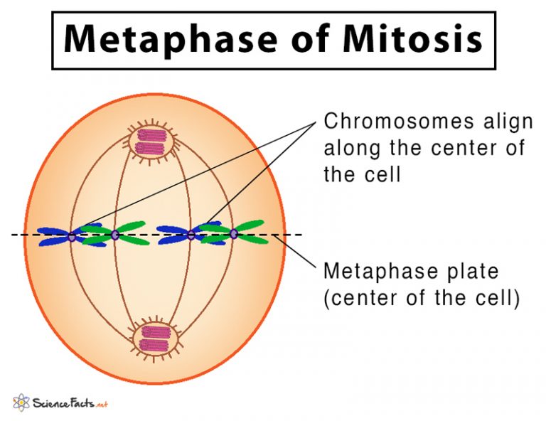 <ol><li><p>chromosomes line up at centre of cell</p></li><li><p>spindle fibres attach to the individual chromtids by the centromere</p></li></ol><p></p>