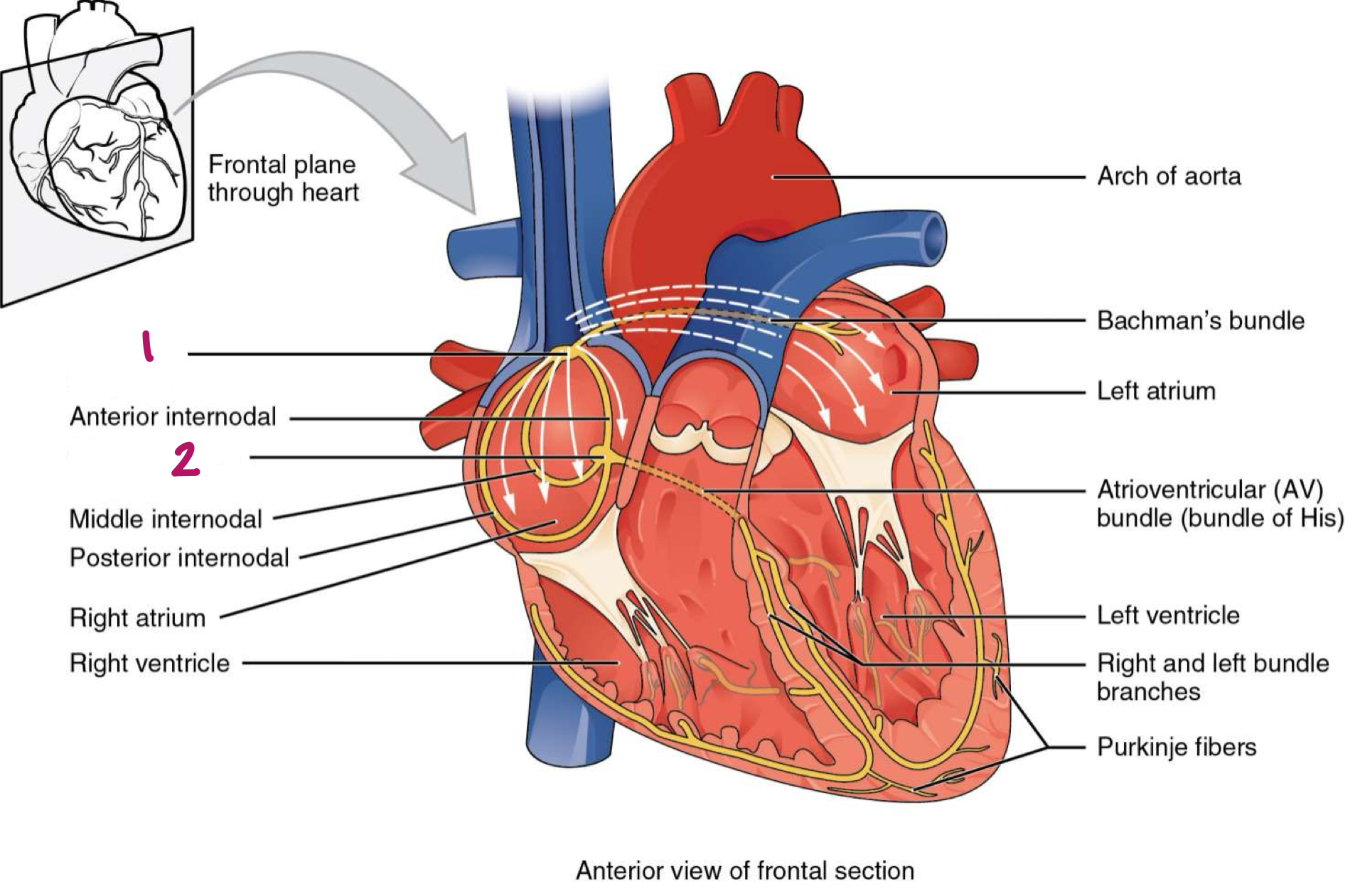 <p>Label figure 1.</p>