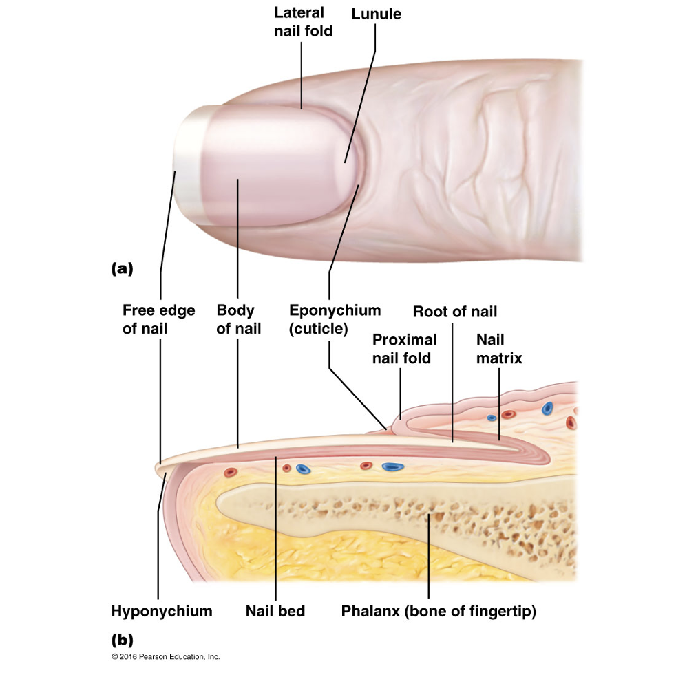 <p>portion of nail that grows away from body</p>