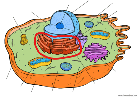 <p>may have ribosomes attached; produces, folds, and does quality control on proteins</p>