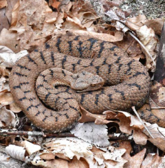 <p><span><span>Jura &amp; Alpensüdseite, westlich Gotthard auch auf Alpensüdseite</span></span></p>