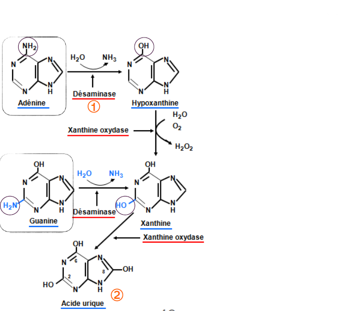 <p>desaminee en xanthine.La xanthine oxydase catalyse la formation de l’acide urique.&nbsp;</p>