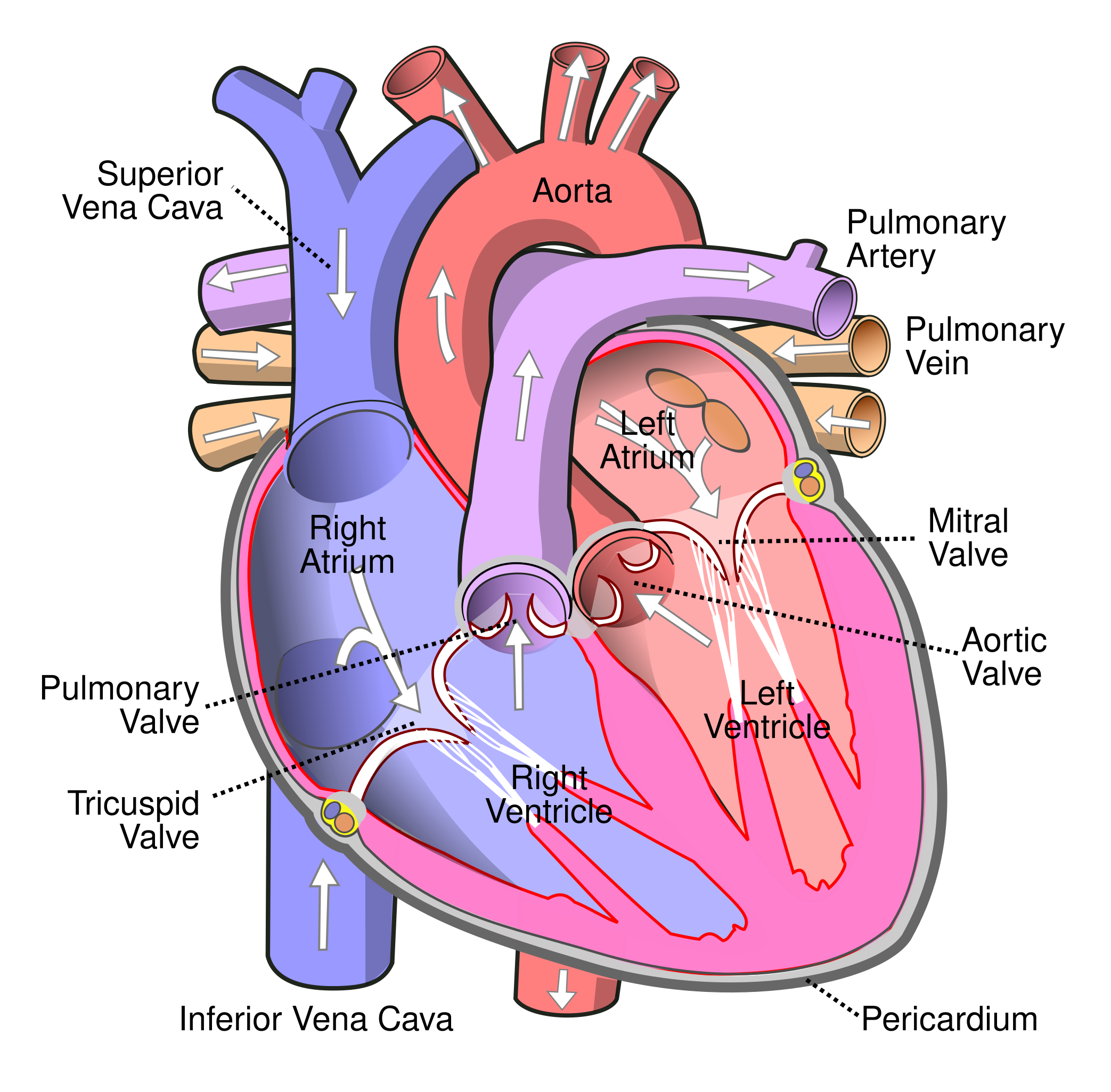 <p>Blood flow diagram (dexoygentaed blood)</p>