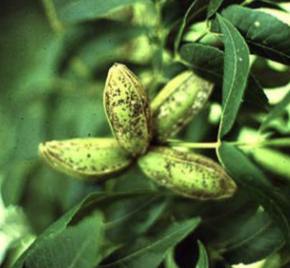 What is this injury called?