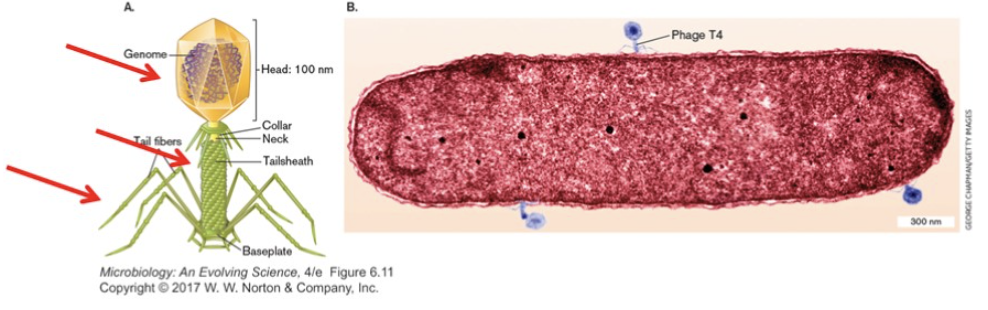 * do not fit into either categories; no consistent pattern (not 100%)
* “tailed viruses” = multipart structures