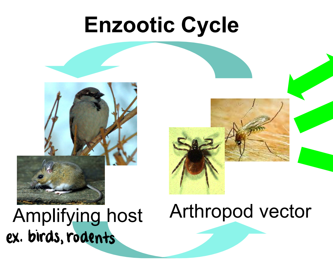 <ul><li><p>transmission that <strong>maintains the virus in nature</strong></p></li><li><p>involves <strong>amplifying host </strong>and <strong>arthropod vector</strong></p></li></ul><p></p>