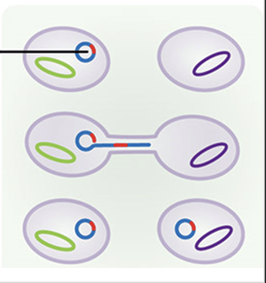 <p>entering through damaged cell walls</p>