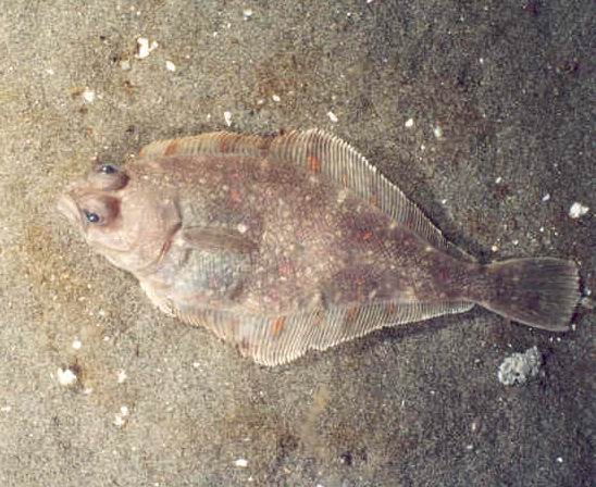 <p>Sand Flounders (pacific sanddab)</p><ul><li><p>flat</p></li><li><p>both eyes on left side</p></li><li><p>lateral line arches over pectoral fin</p></li><li><p>eye rotates in metamorphosis</p></li></ul><p></p>