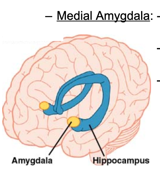 <p>active during copulation in both males and females</p><p>stimulation→ dopamine release in MPOA</p><p>involved in recognizing and responding to opposite sex </p>