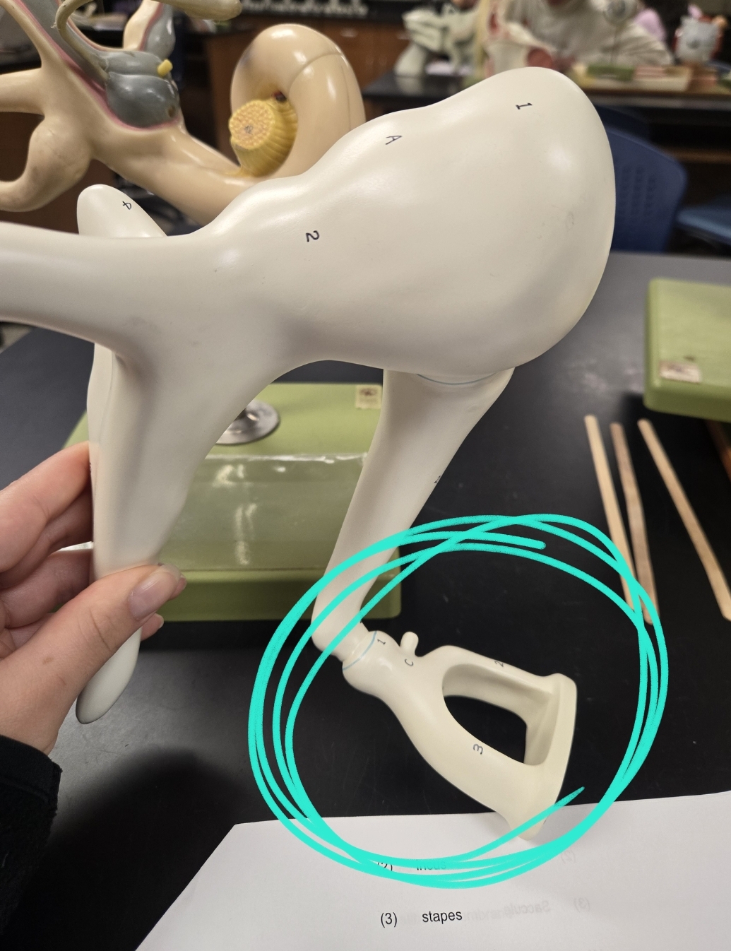 <p>Middle ear (tympanic cavity)</p>