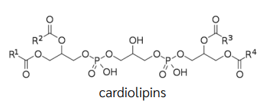 <p><span>Two </span>phosphatidic acid<span> </span>moieties<span> connect with a </span>glycerol<span> backbone in the center</span></p>