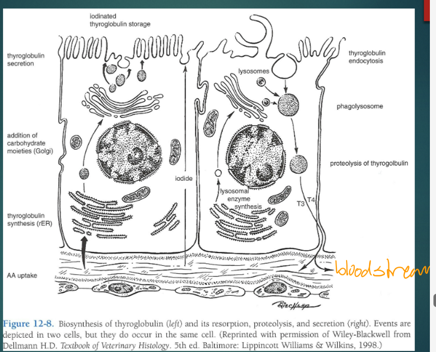 <p>protein-iodine complex called “thyroglobulin” </p>