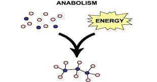 <p>using energy to build complex molecules from simpler molecules. ie. protein synthesis</p>