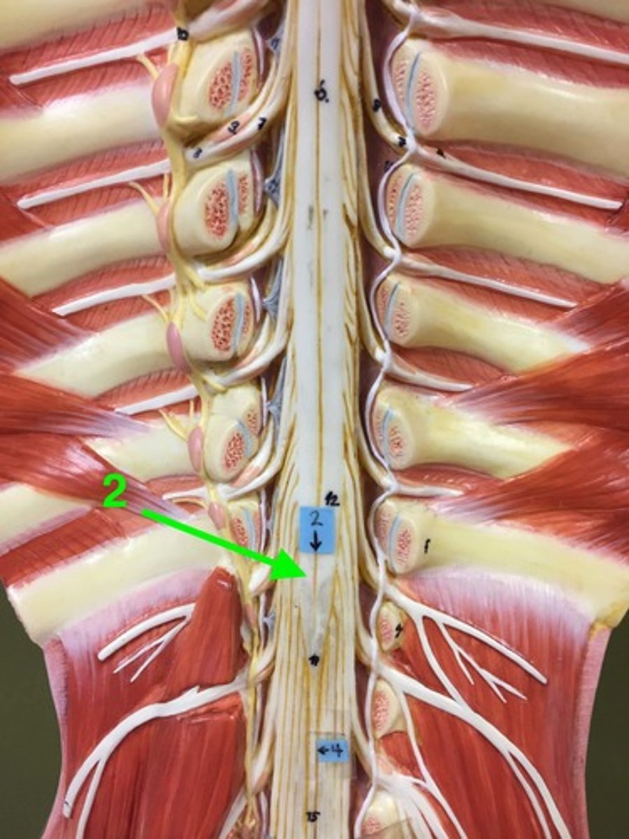 <p>end of spinal cord</p>
