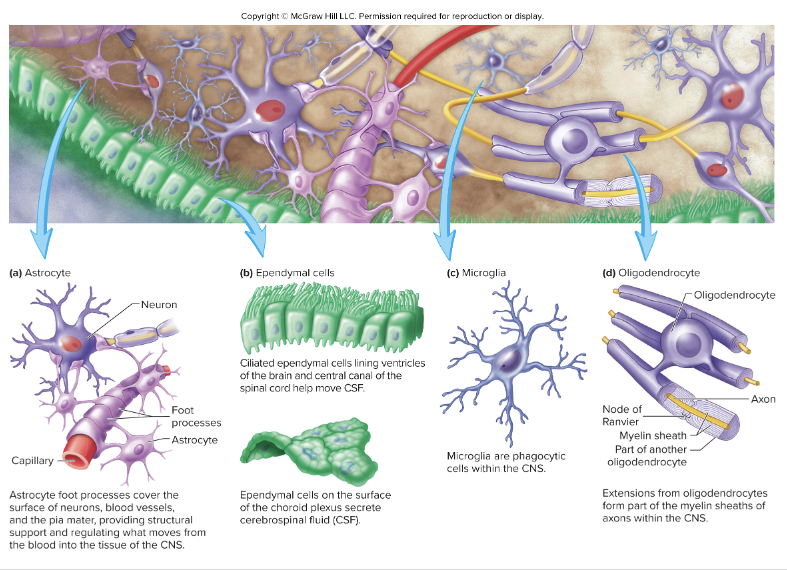 <ul><li><p>Astrocytes</p></li><li><p>Ependymal cells</p></li><li><p>Microglia</p></li><li><p>Oligodendrocytes</p></li></ul><p></p>
