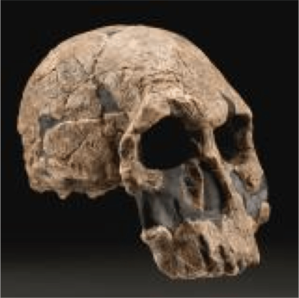 <p>• East Africa</p><p>• hand bones more robust</p><p>• larger cheek teeth than Homo habilis</p><p>• larger brain than Homo habilis</p>