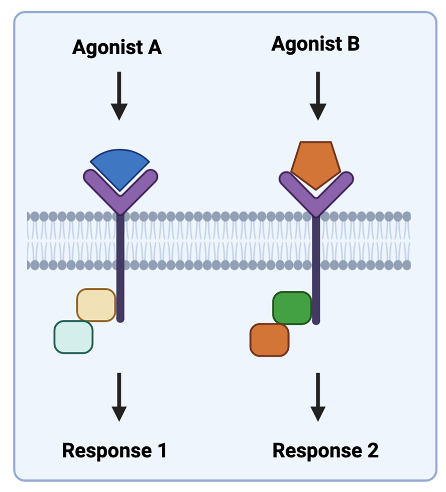 <ul><li><p><span>Different agonists can produce different effects through the same receptor</span></p></li><li><p><span>The agonists promote different activation states of receptor. This leads to different second messengers, which then leads to a different response</span></p></li><li><p><span>Termed </span><strong><span>Biased Agonism</span></strong></p></li></ul><p></p>