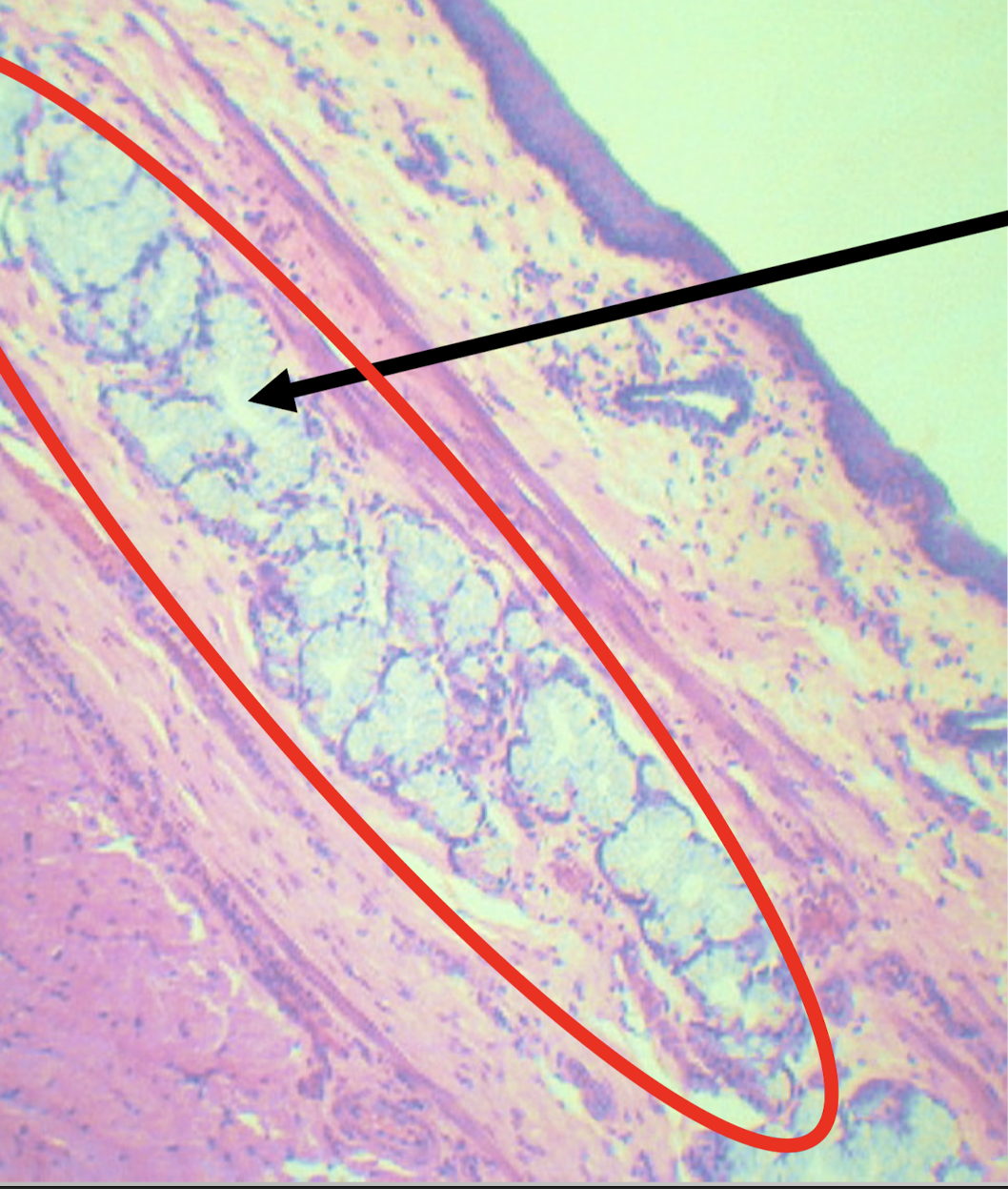 <p>Identify the structure, its arrangement, and contents found in it (2)</p>