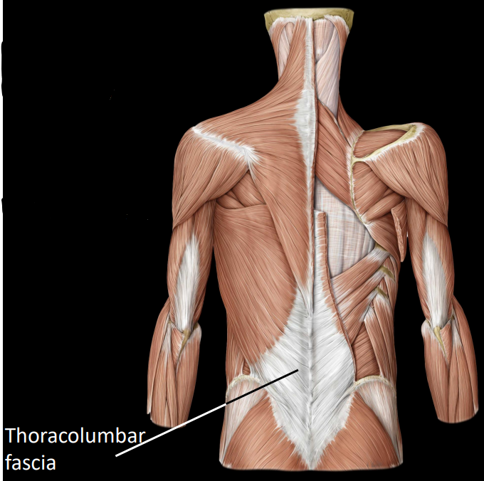 <p>a connective tissue that overlies intrinsic back muscles </p><ul><li><p>a common point of attachment for extrinsic back muscles</p></li></ul><p></p>