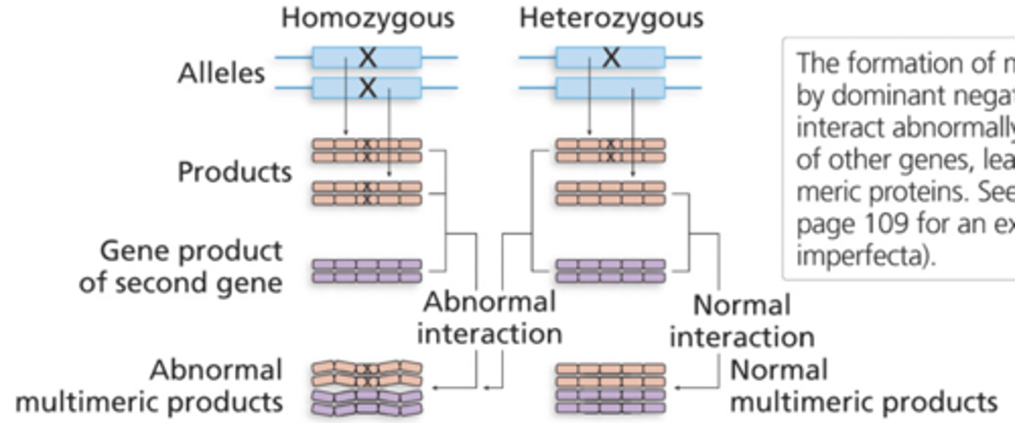 <p>A heterozygote produces a nonfunctional altered protein that also prevents the normal gene product from functioning</p><p>loss of function mutation</p><p>One copy of a disfunctional allele can destruct the other ones</p><p>characterized as negative due to the spoiler effect of the abnormal polypeptide on the multimeric protein</p>