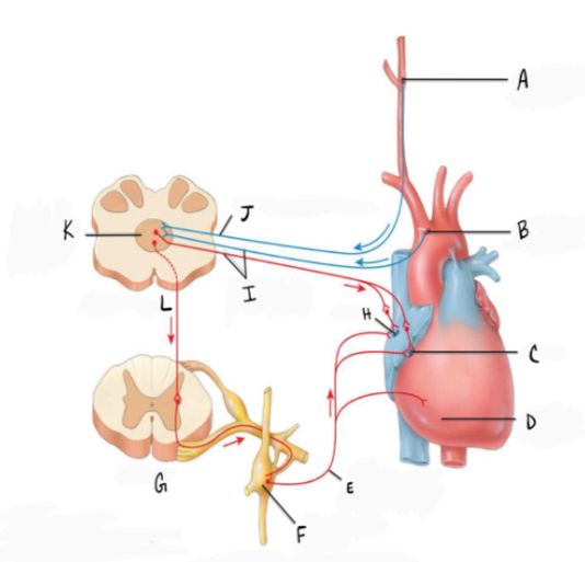 <p><strong>In the diagram, F represents</strong></p><p>a. Parasympathetic ganglion</p><p>b. Sympathetic ganglion</p><p>c. Dorsal root ganglion</p><p>d. Ventral root</p>