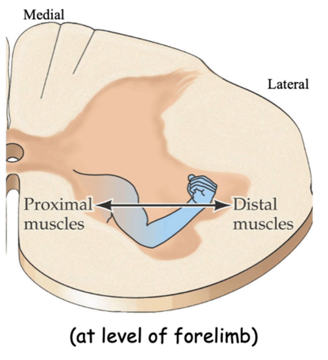 <p>What does the medic-lateral position of a motor pool reflect?</p>