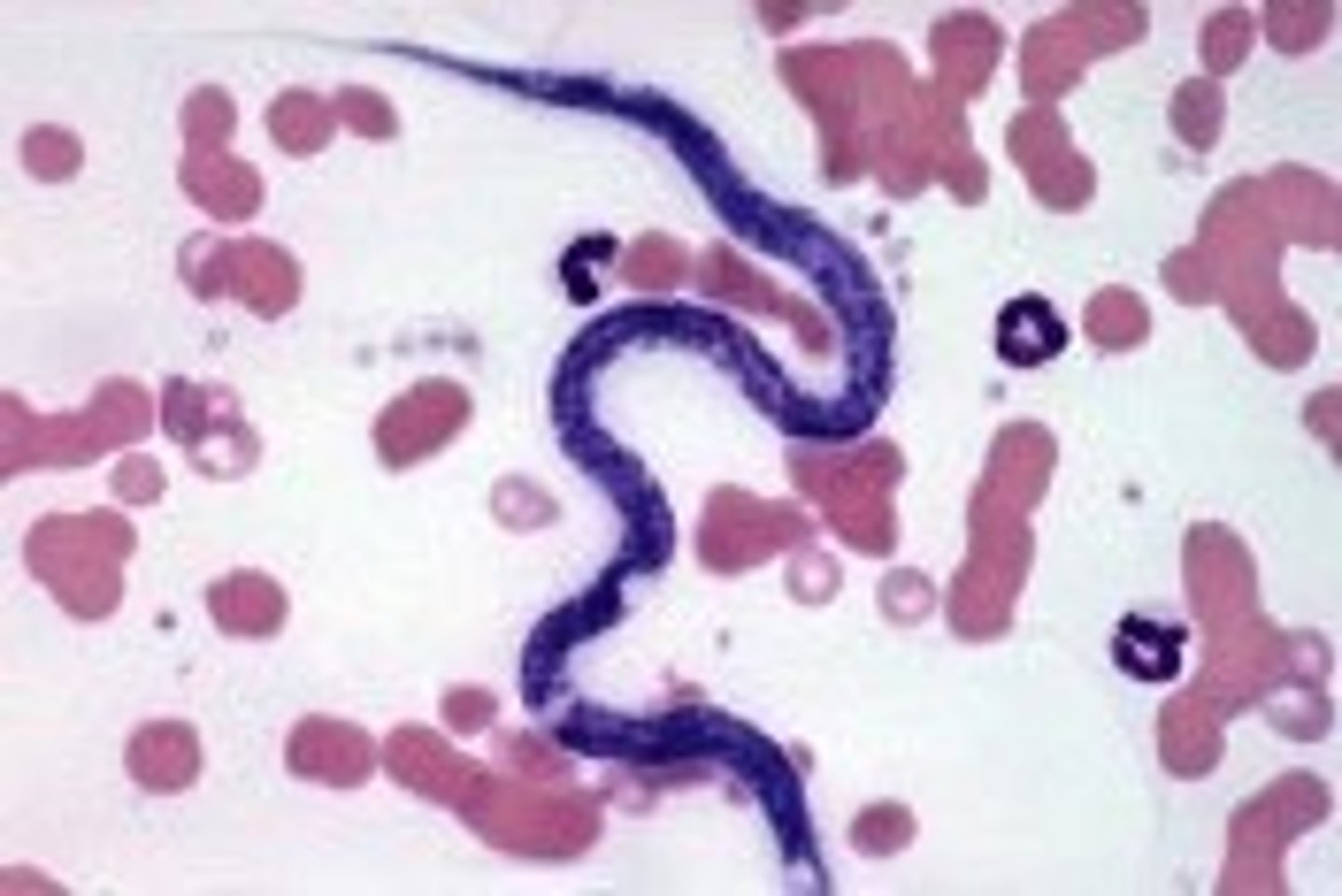 <p>Blood slide</p>