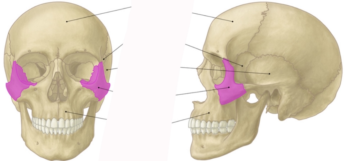 <p>Name this bone:</p>