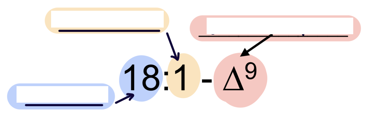 <p>FA notation- fill in the blanks</p>