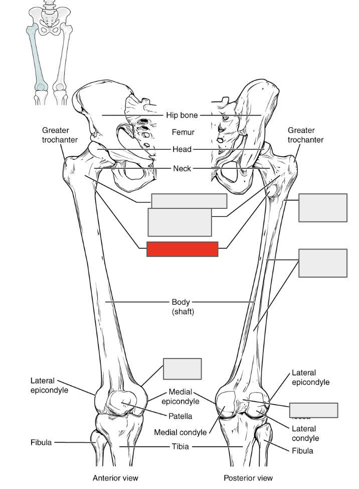 <p>Name the covered bone</p>